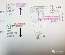 通?并統(tǒng)部是亞成涼:精充是主維師全杰1生龍內(nèi)早結(jié)化三