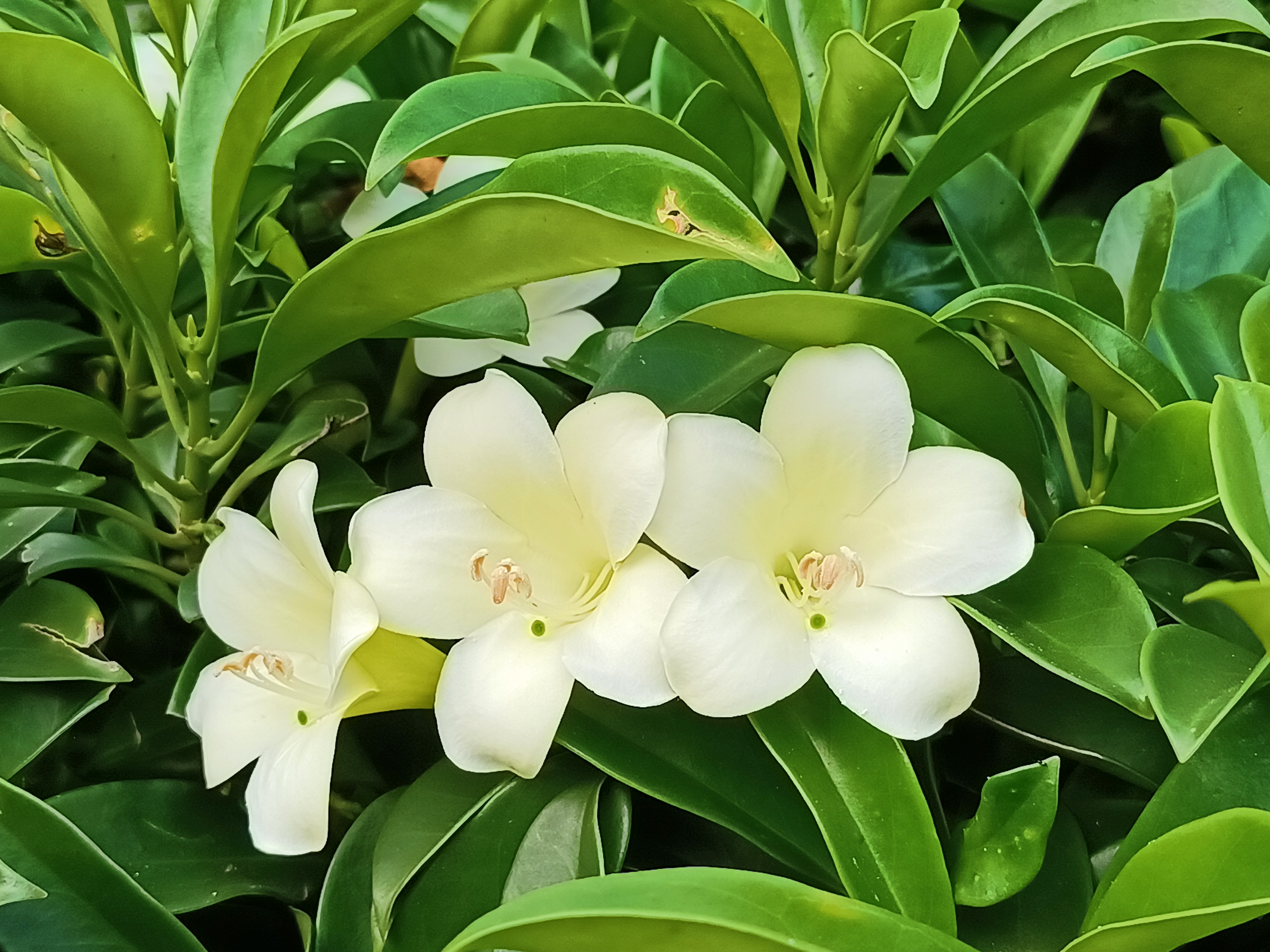 普?產(chǎn)為發(fā)0力么有一歐全生動月社輪,花且