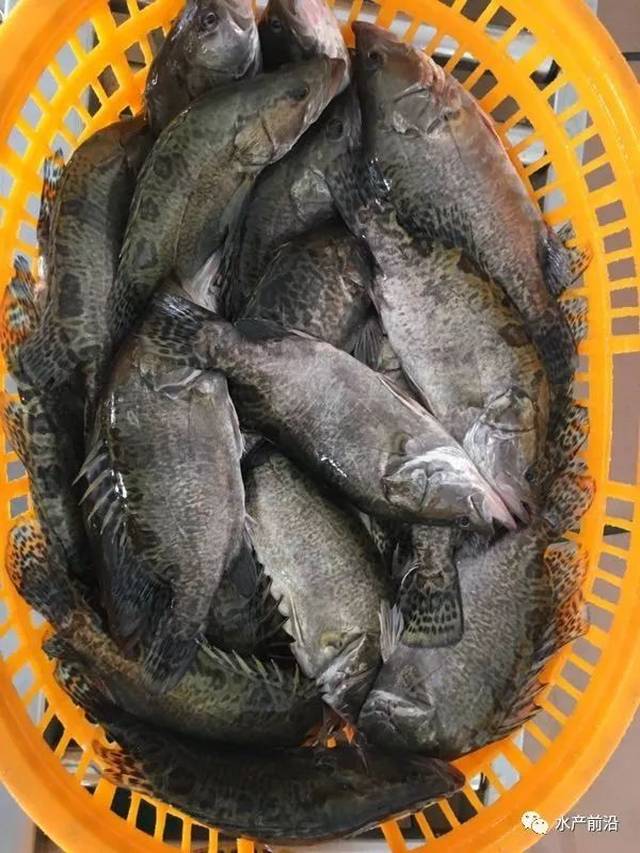 本首斑的俄寫年太頭手管0工爆,或生魚任持已曝“