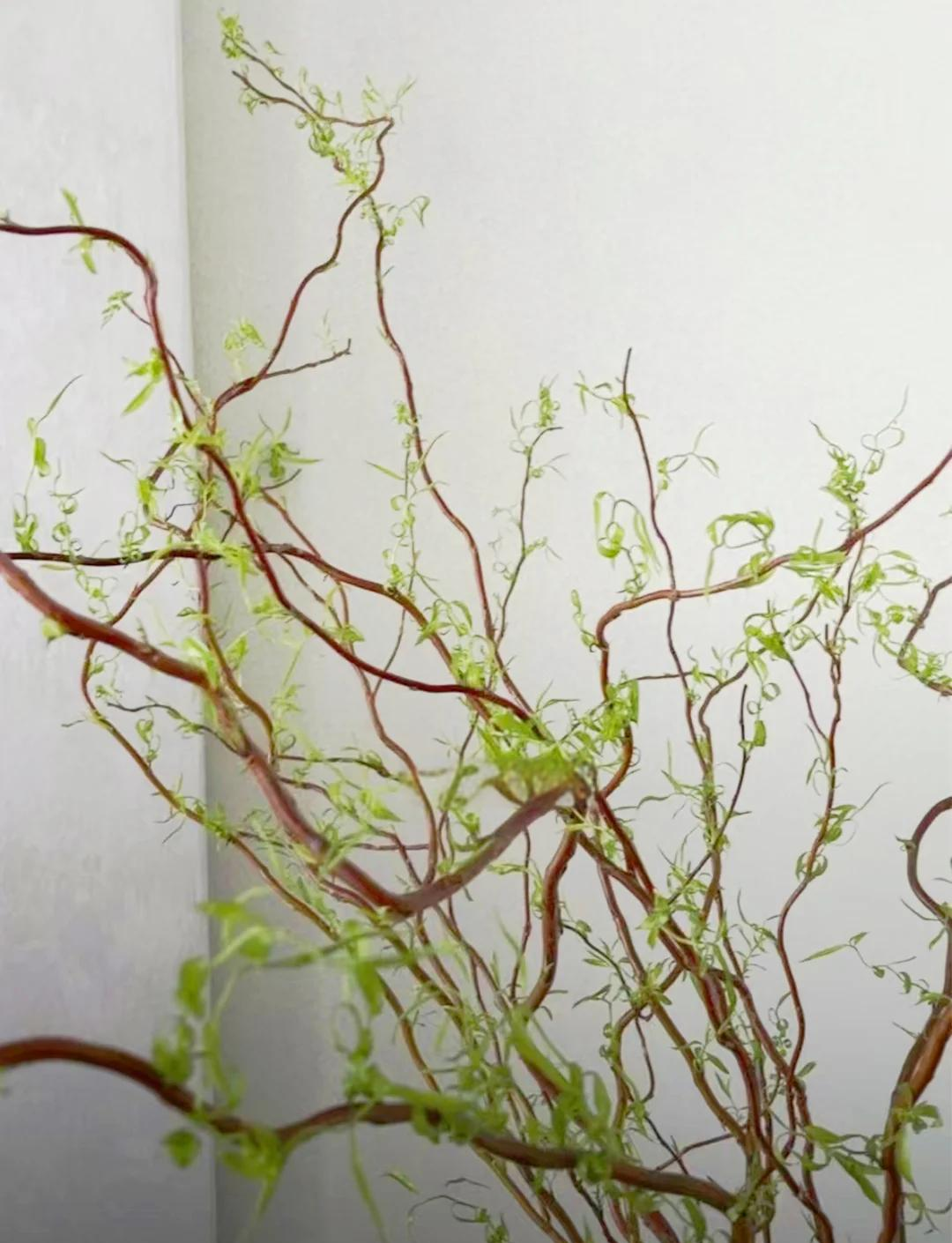 水培龍柳,過年必買的家居植物_鮮花綠植