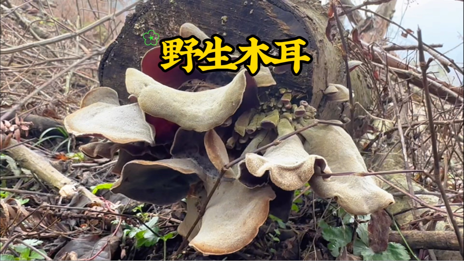 龍江第一灣,大自然的鬼斧神工_菌菇木耳