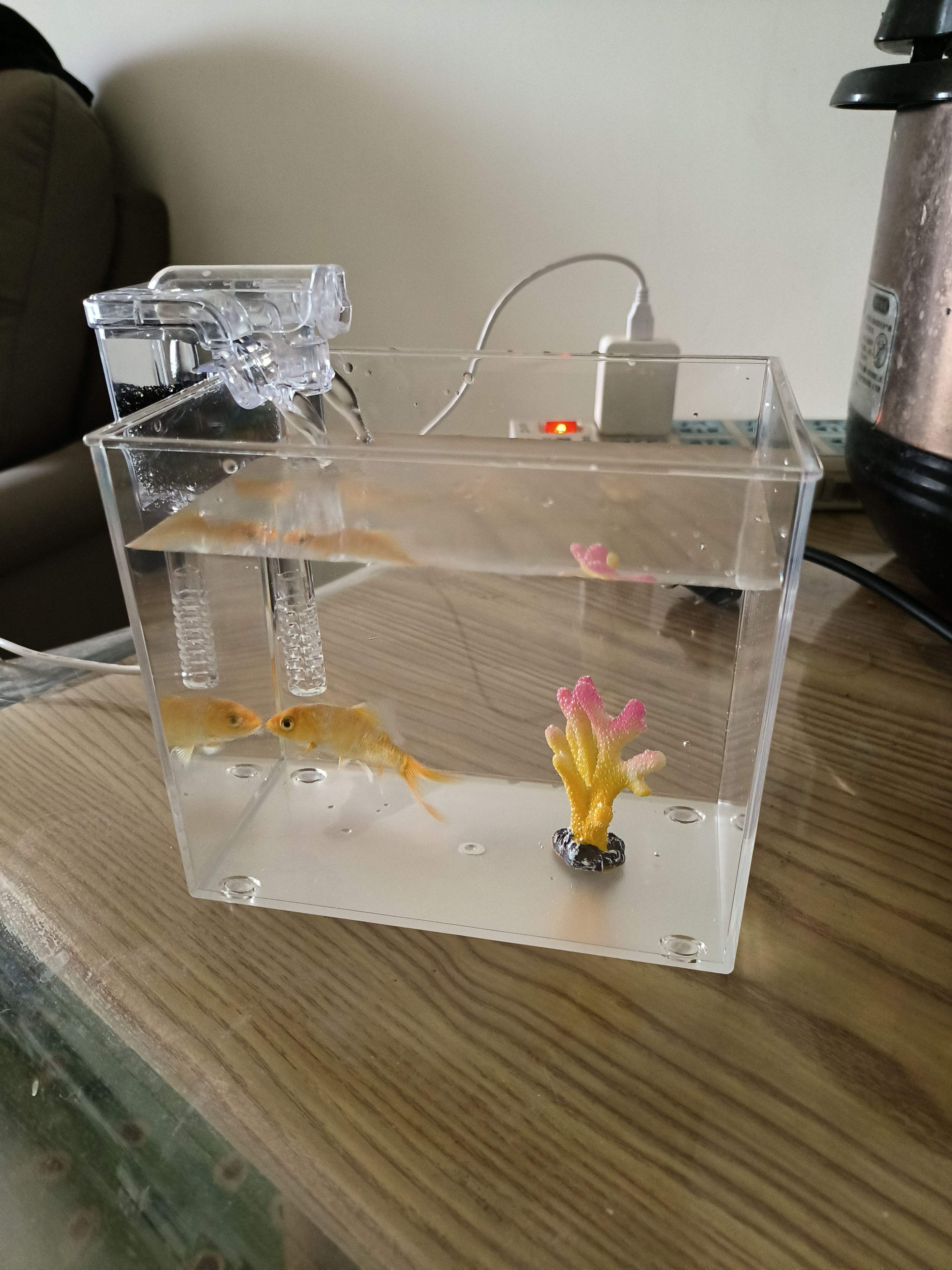 生活中的小樂(lè)趣我的養(yǎng)魚(yú)流水賬_直角魚(yú)缸