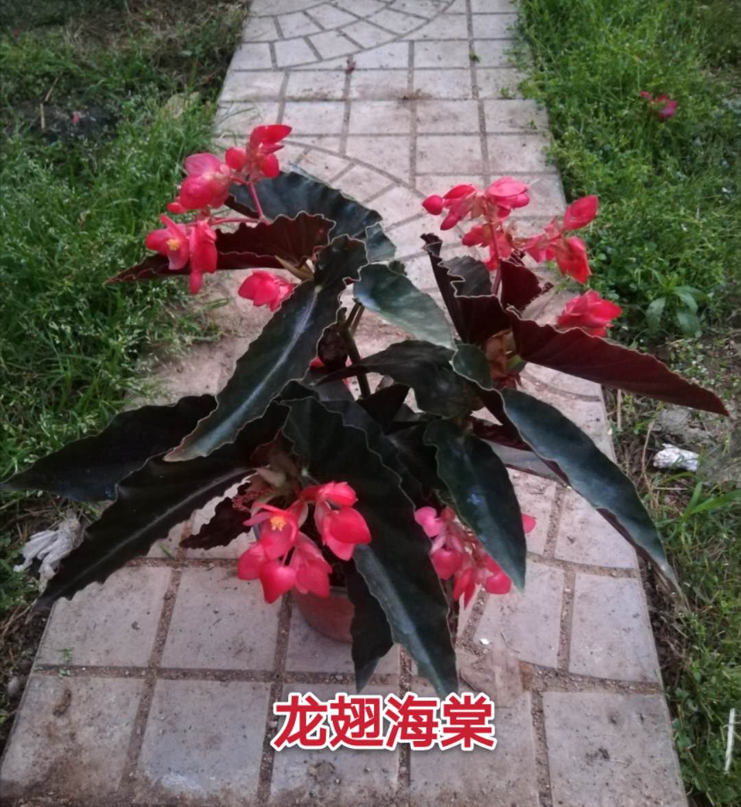 卞蔚