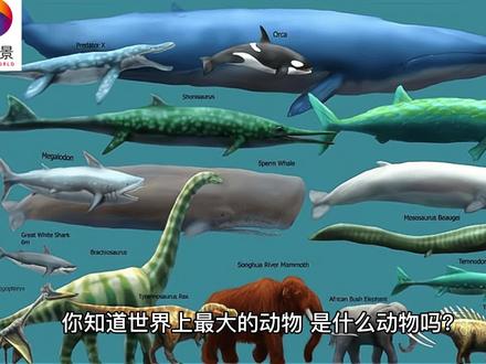 鯨魚(yú)的世界,你了解多少?_科普/百科