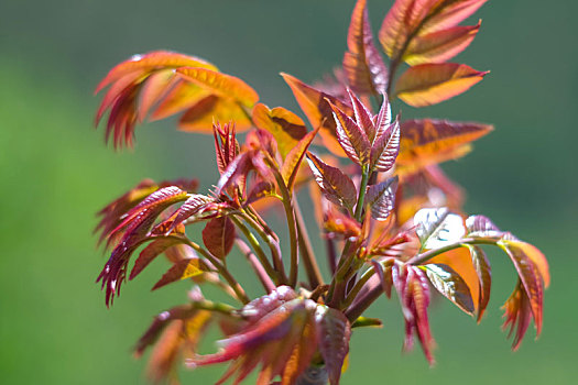 2024紅油香椿芽:新鮮頭茬,野生風(fēng)味