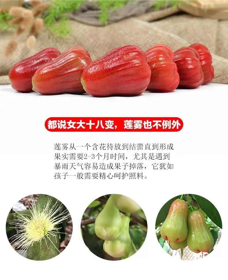 新鮮水果怎么樣蓮霧果第一次的認(rèn)知與嘗試