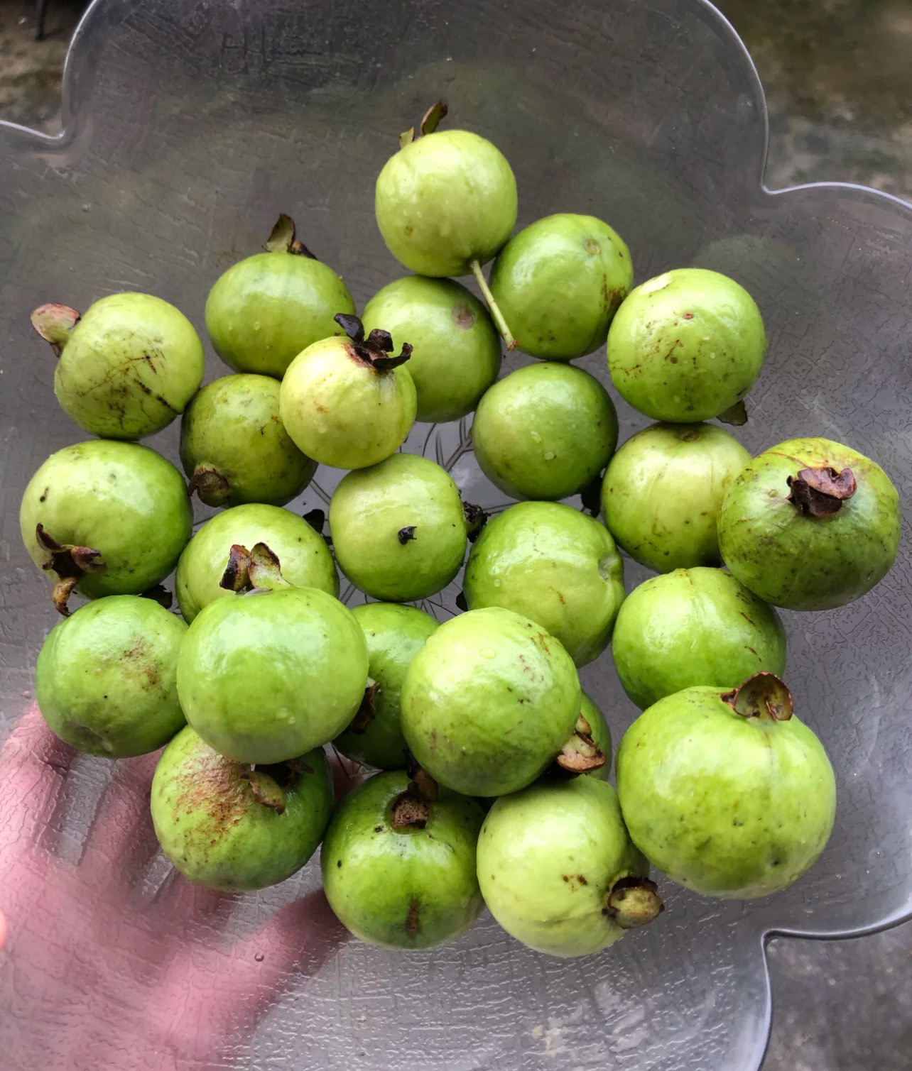 又名“雞屎果”??名字不好聽(tīng),就是好吃