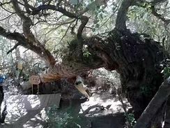 五岳歸來不看山,尸體圖鑒看完不再看柯南