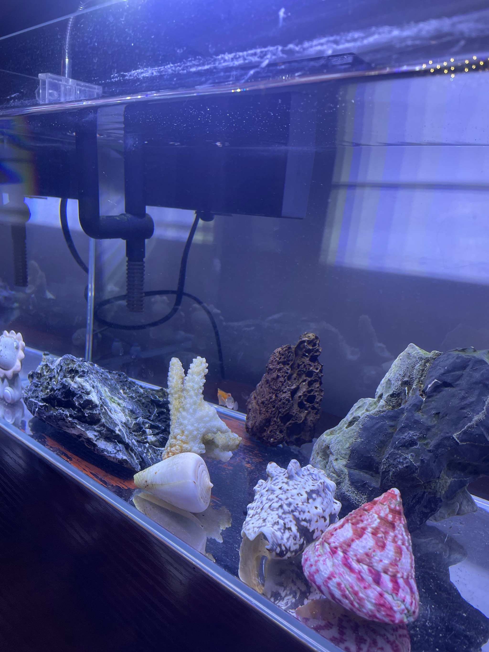 魚缸套裝的奇妙世界:從選擇到維護(hù)_魚缸