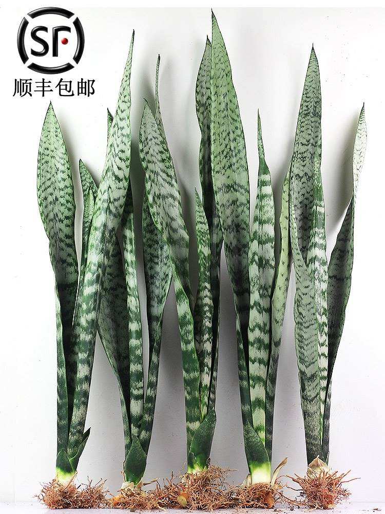 一種美麗獨特有個性的綠植—金邊虎皮蘭