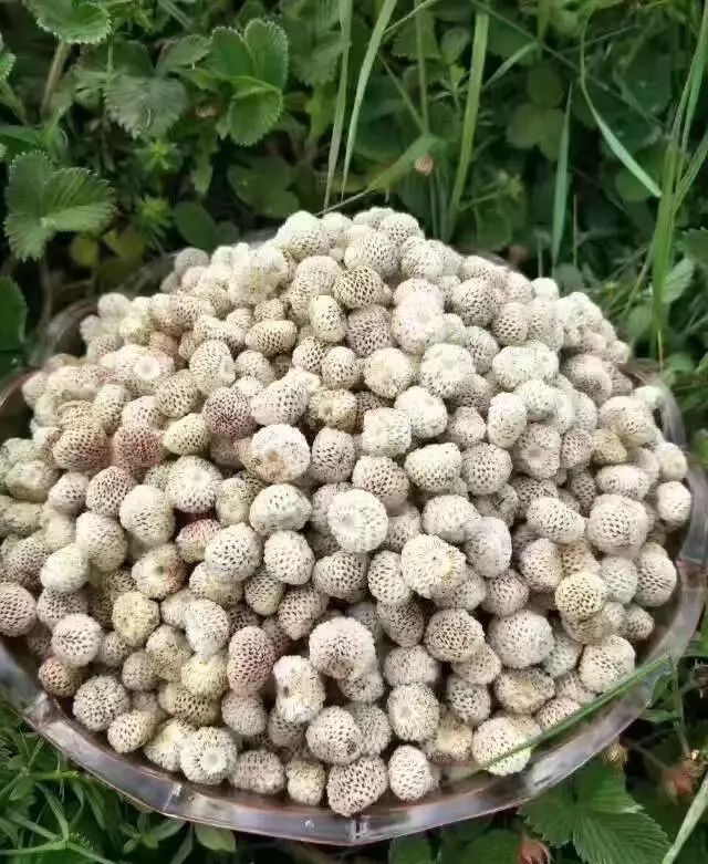 不時不食“旬”野菜——松針兒篇_大米