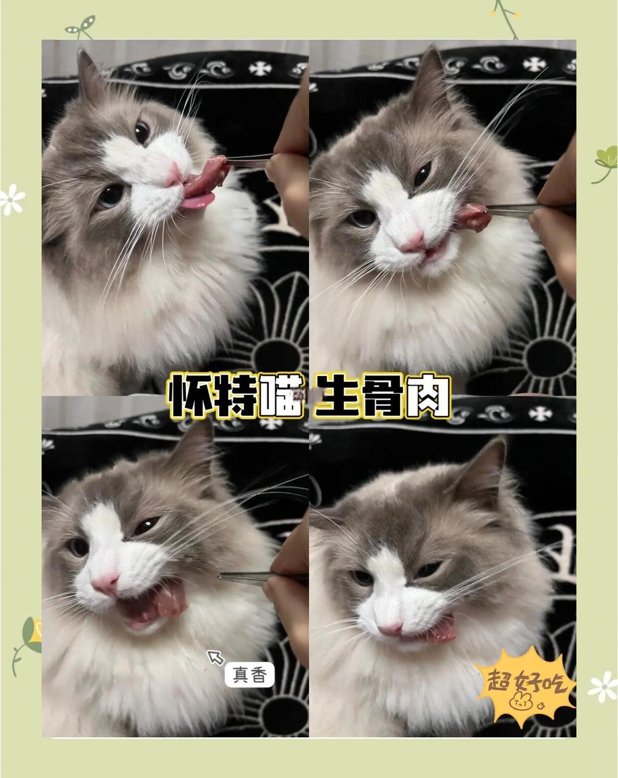 給貓咪喂食生骨肉的好處生骨肉的做法配方