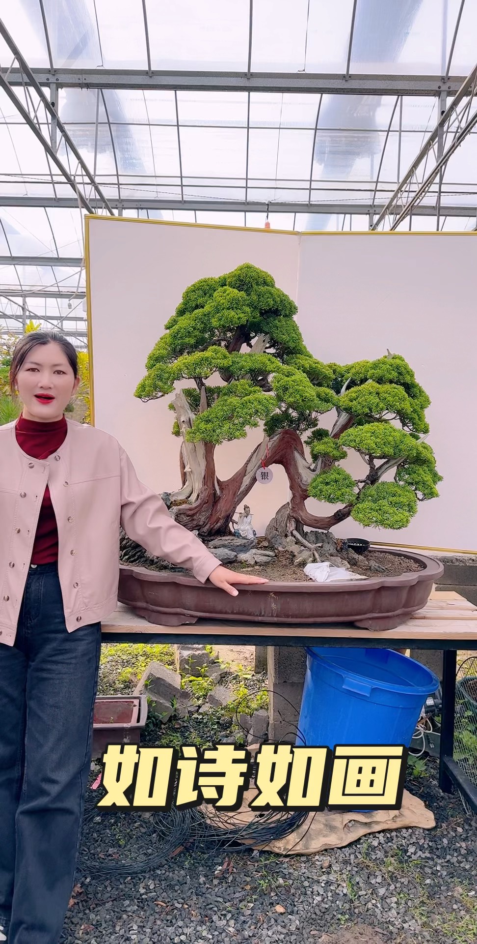 真柏盆景:自然與藝術的交融之美_盆栽