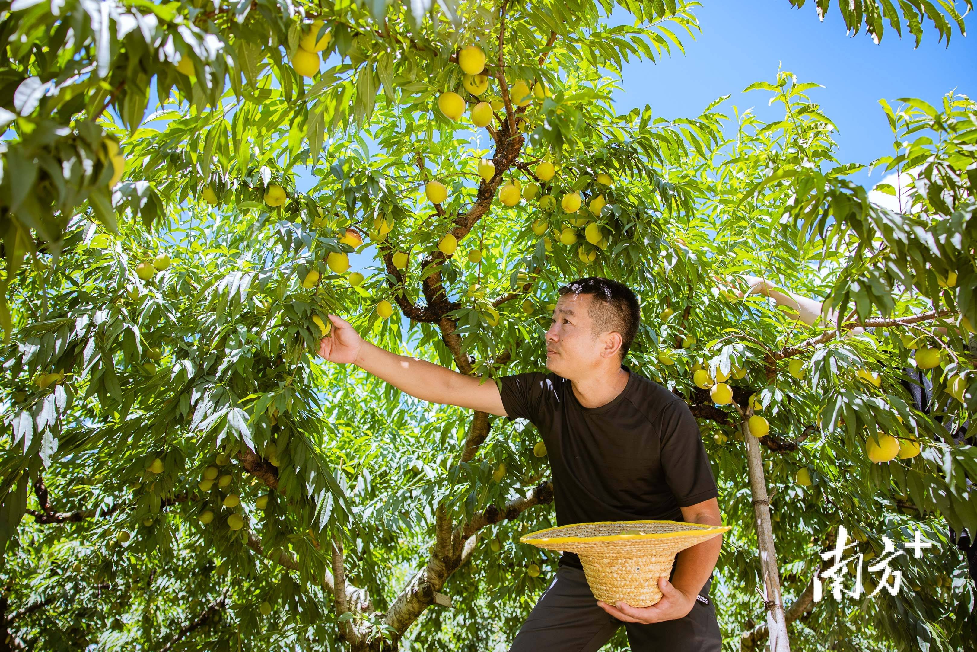 鷹嘴桃,夏日里的甜蜜誘惑!_其他水果