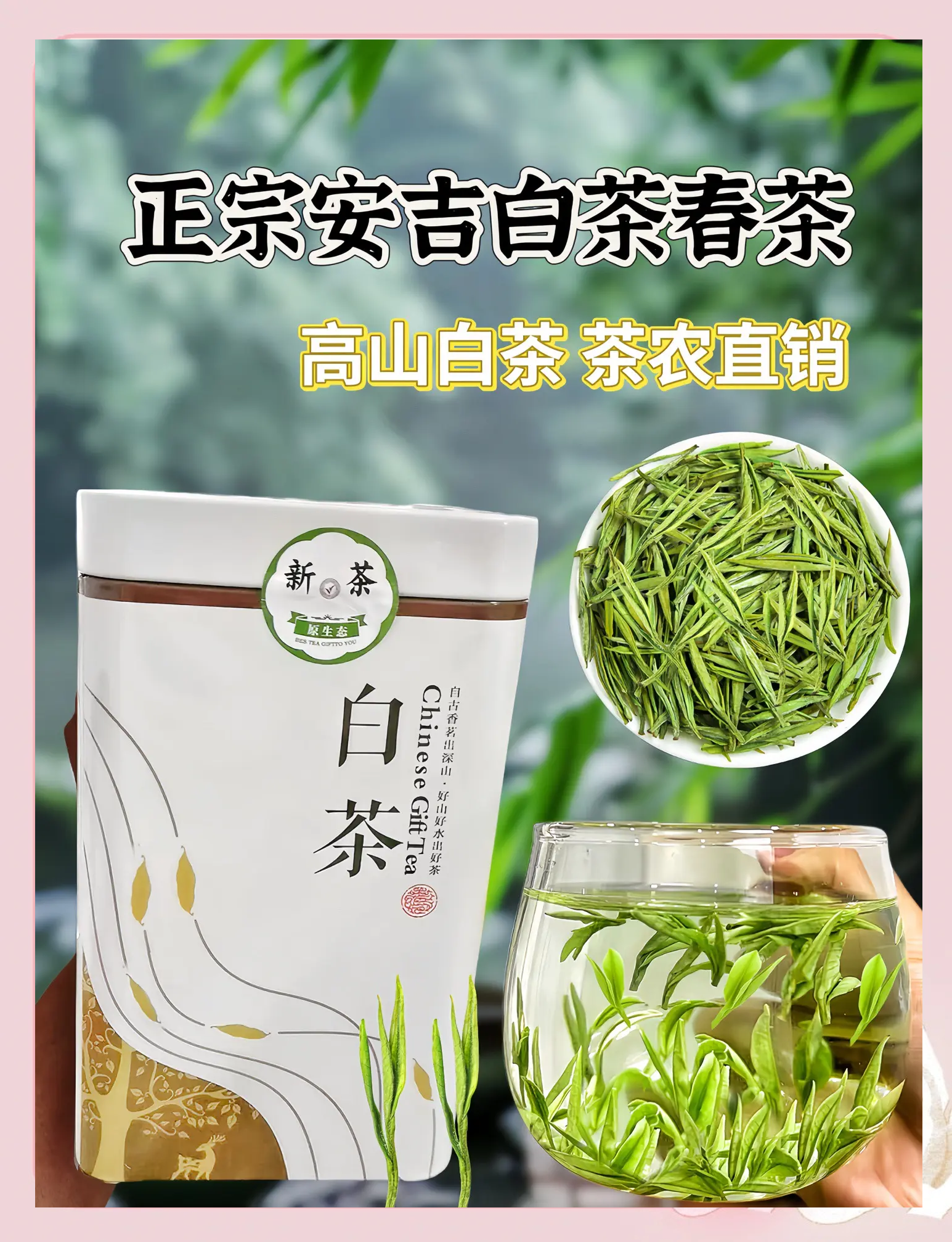 花300買了一斤明前安吉白茶,很甜很香