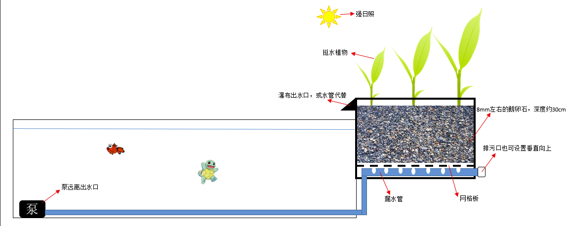 沼澤過濾系統(tǒng)怎么做沼澤過濾最佳挺水植物