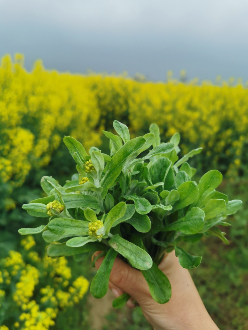 清明養(yǎng)生食補(bǔ)指南,春季野菜正當(dāng)時(shí)_蔬菜