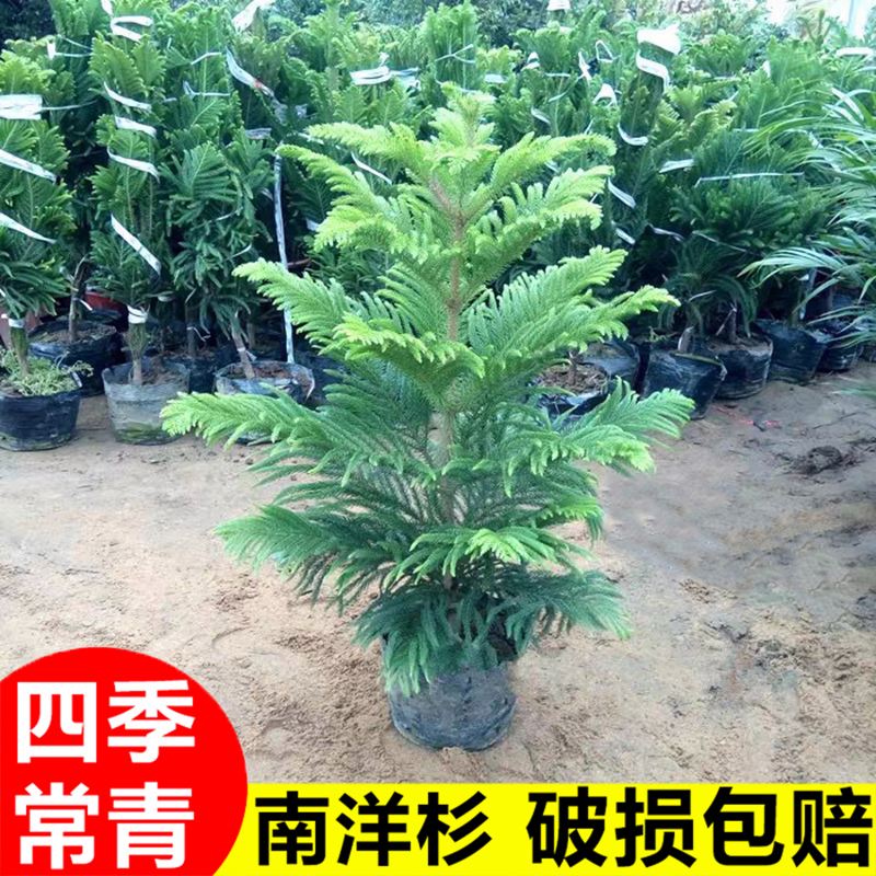 澳洲南洋杉,南半球的珍貴禮物!_盆栽