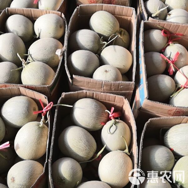 又甜又脆的網(wǎng)紋蜜瓜,你知道產(chǎn)自哪里嘛?