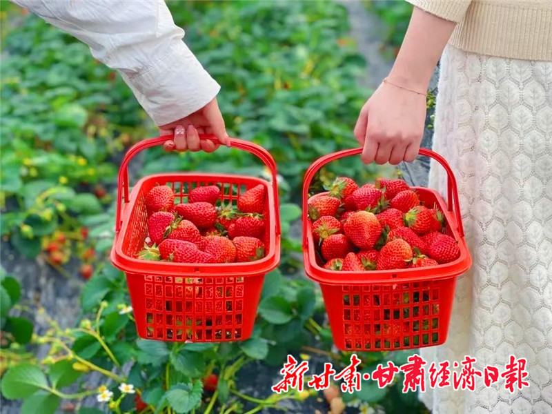 咬下一口靜寧富士蘋果,遇見隴原好時光