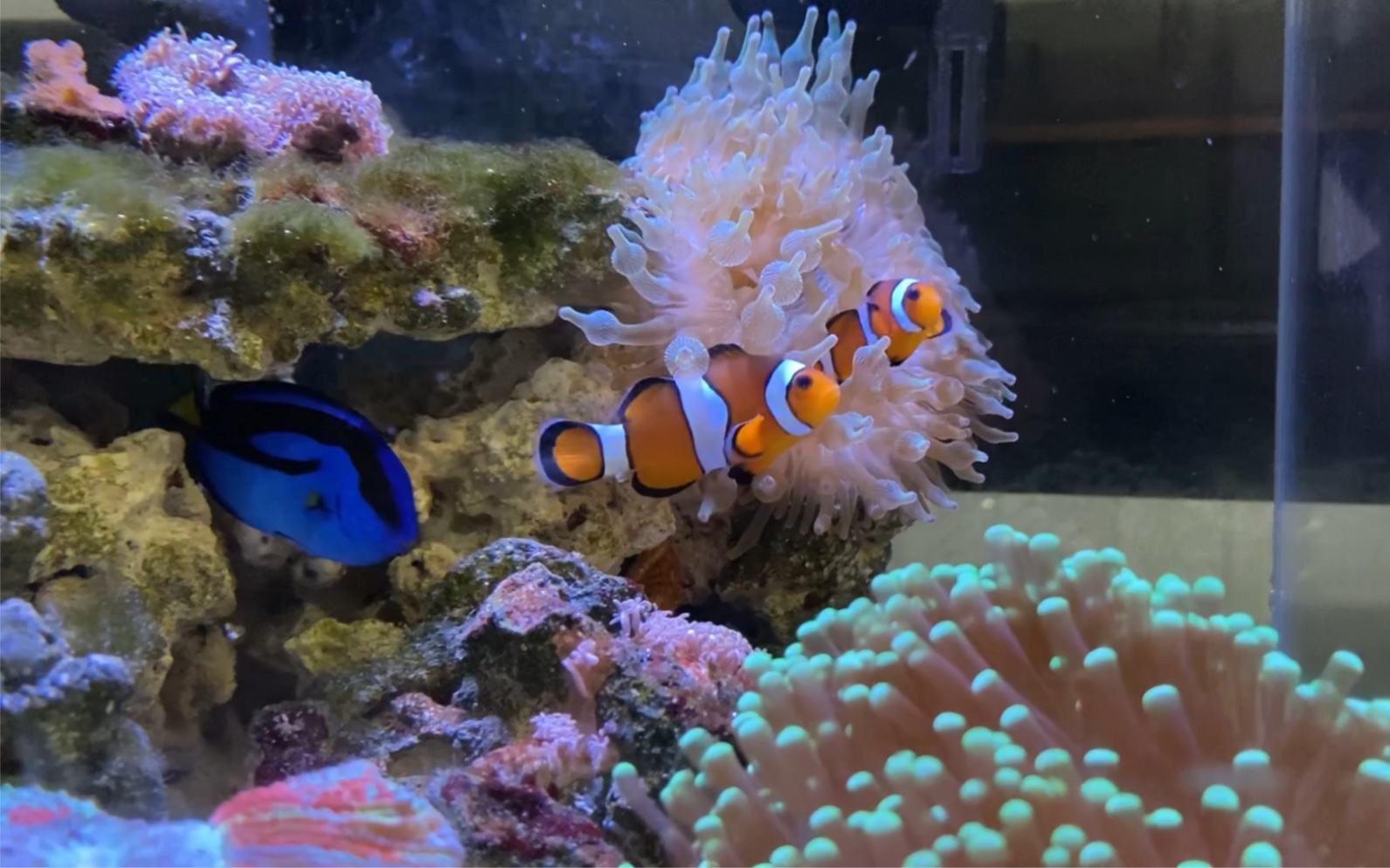 垃圾桶海缸養(yǎng)小丑魚(yú),百元玩海缸系列