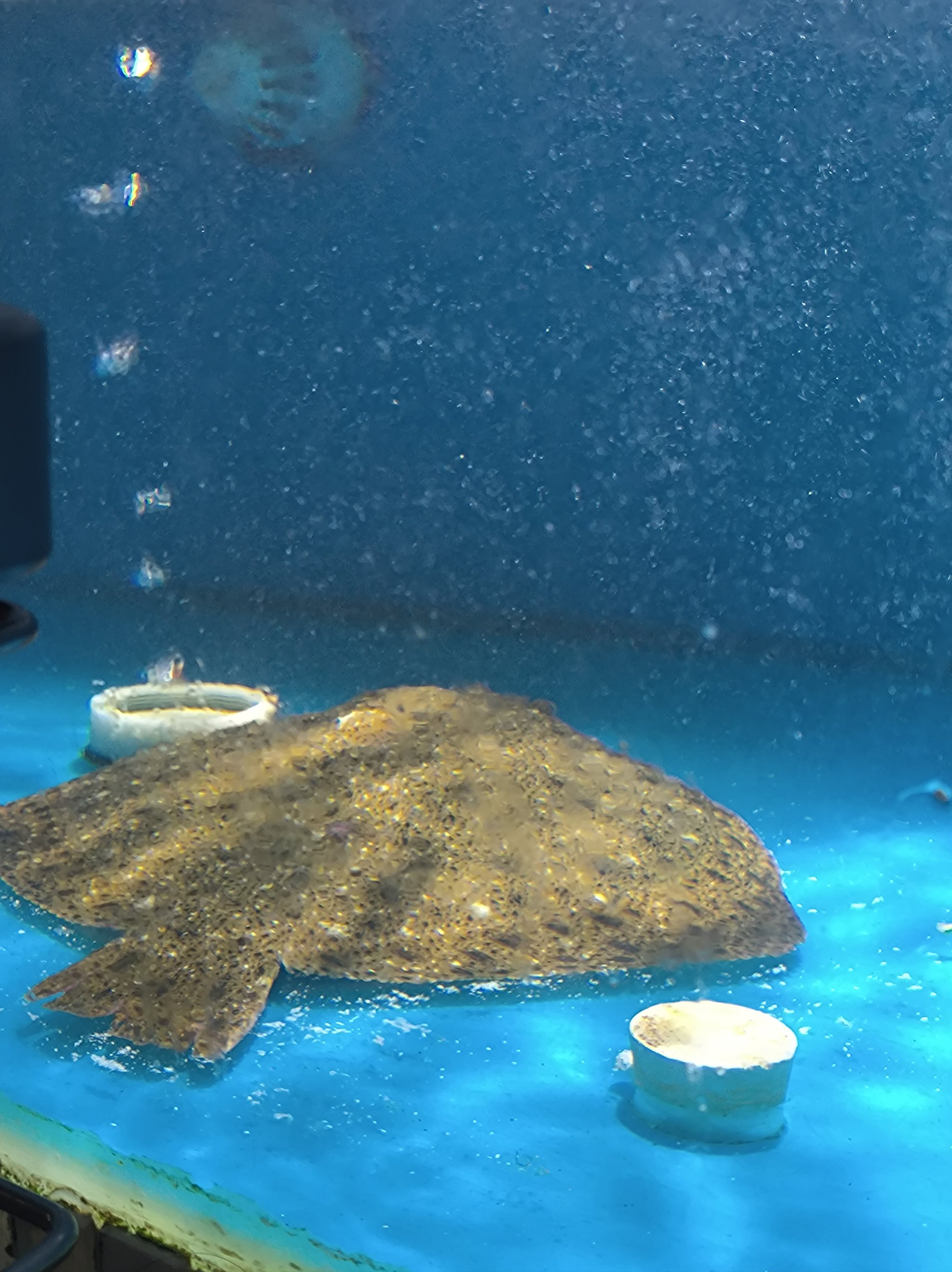 我想看看你們的八寶魚??都是什么樣?