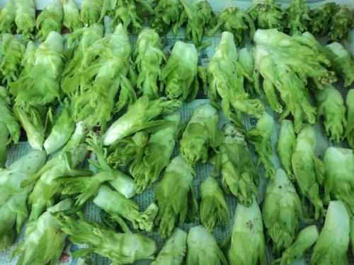 芥菜在中國究竟有多少個(gè)“分身”_蔬菜