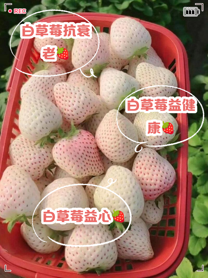 庚清舒