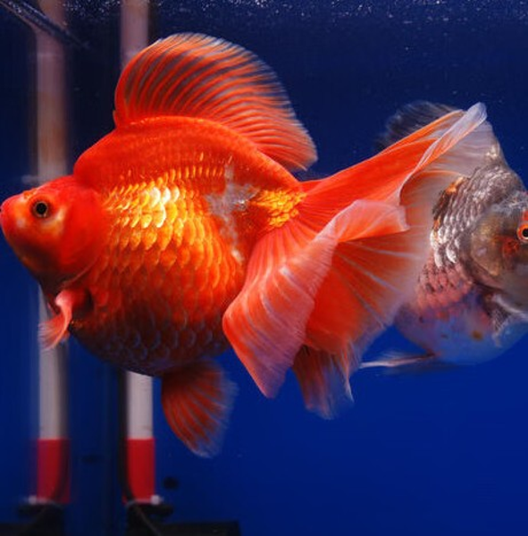 美麗的水族寵物,讓你愛上水中世界～_