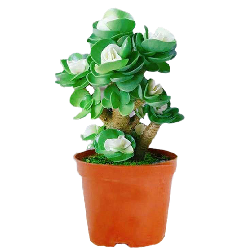 金錢木的種植方法和注意事項_鮮花綠植