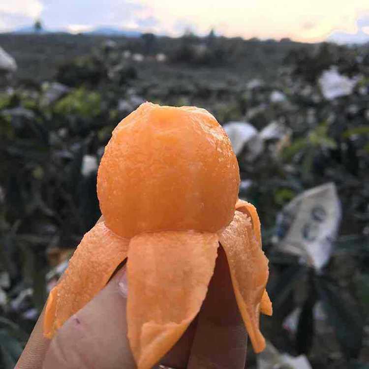 一口咬下,四川大五星枇杷的甜蜜誘惑!