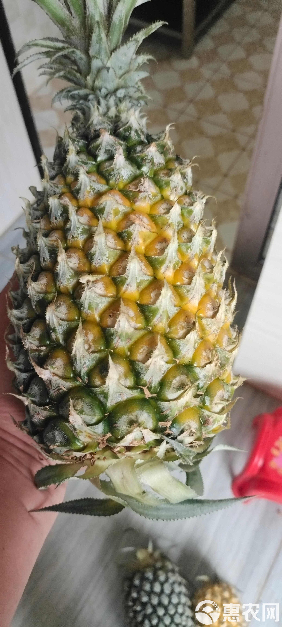 廣東徐聞菠蘿:當(dāng)季香水菠蘿_新鮮水果