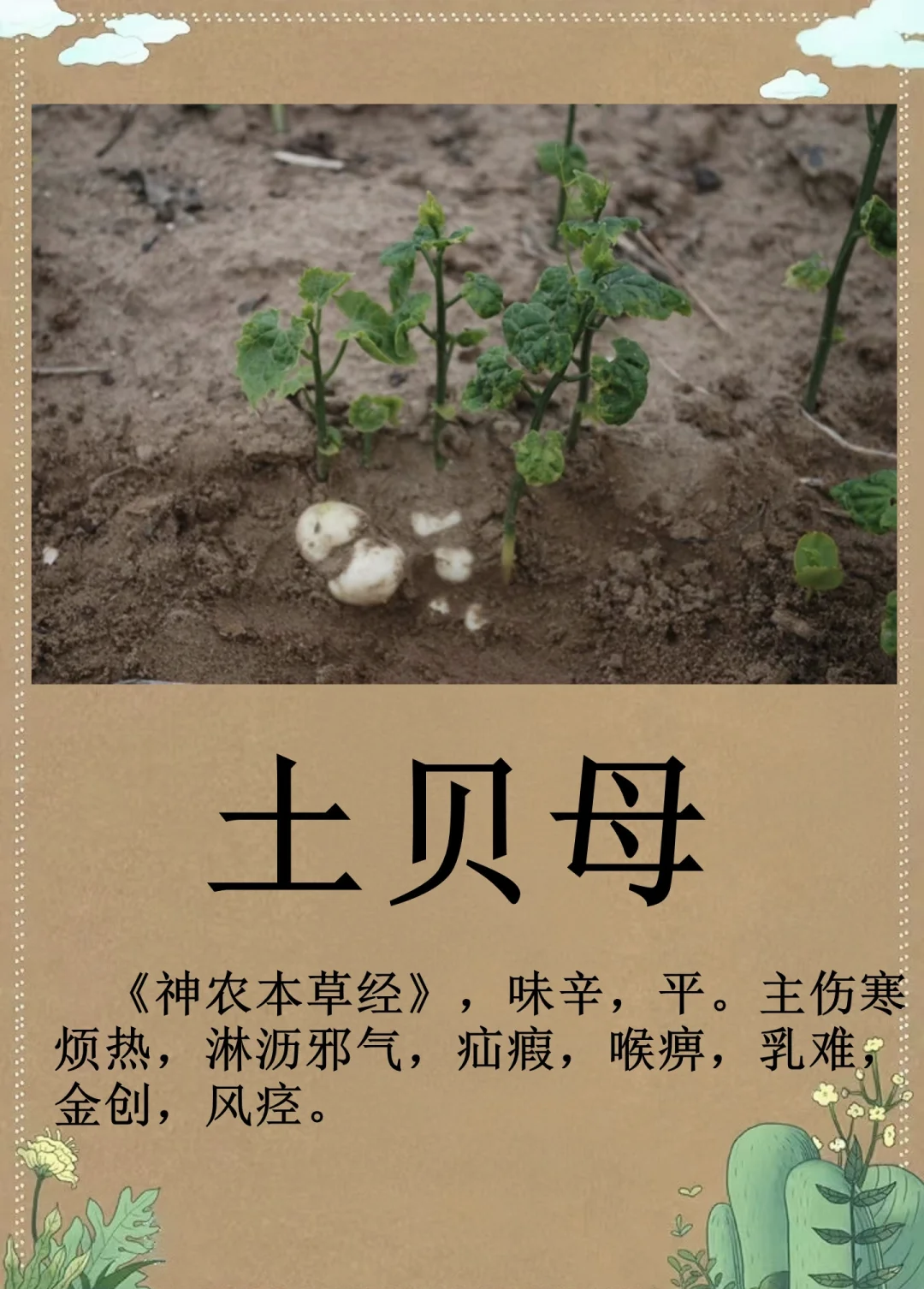 蟲草貝母,支氣管炎的克星_功能營養(yǎng)