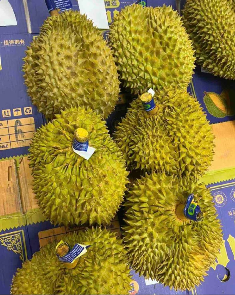 馬來西亞蘇丹王與泰國金枕頭評測_榴蓮