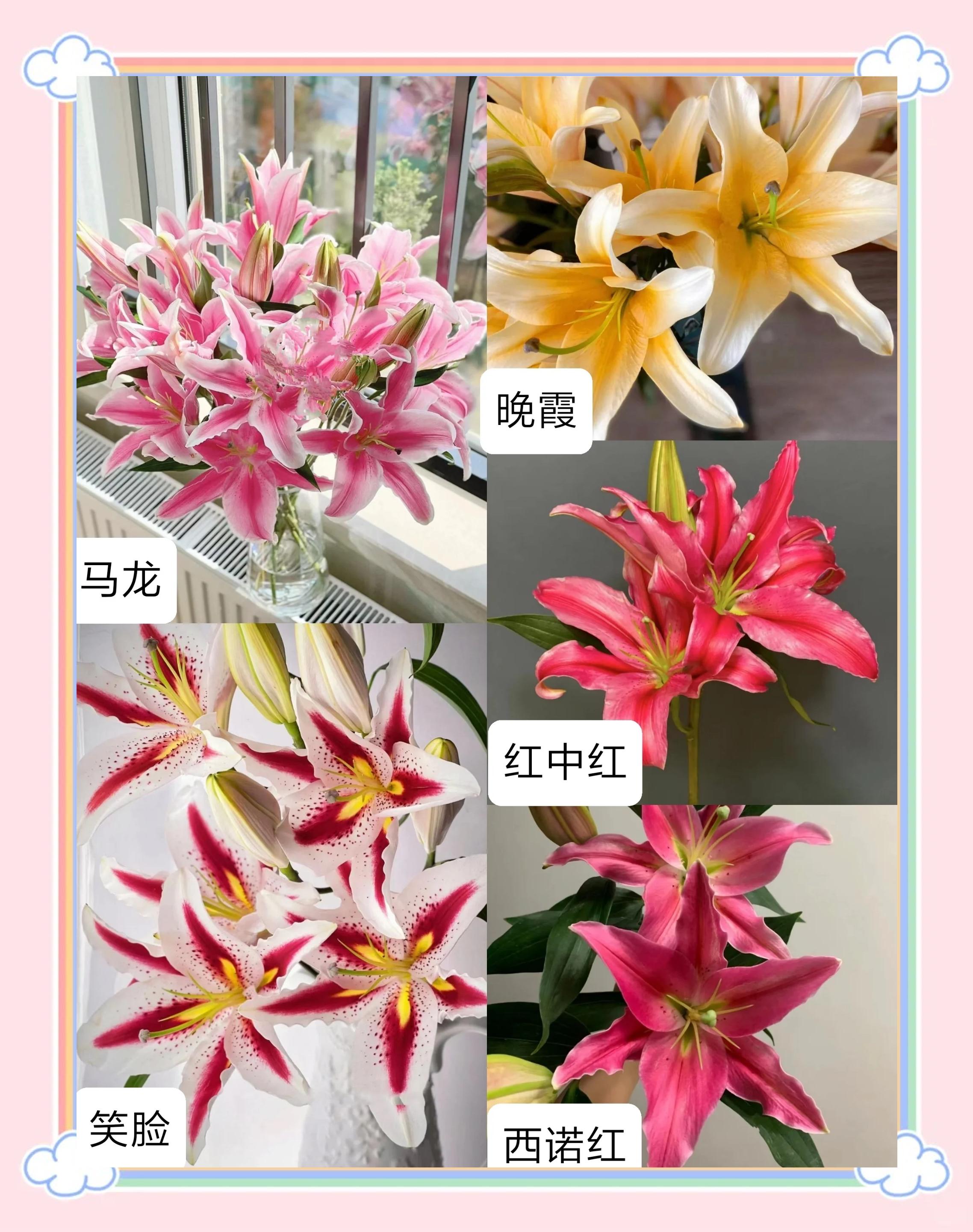 百合的種類有多少種百合花品種大全圖解