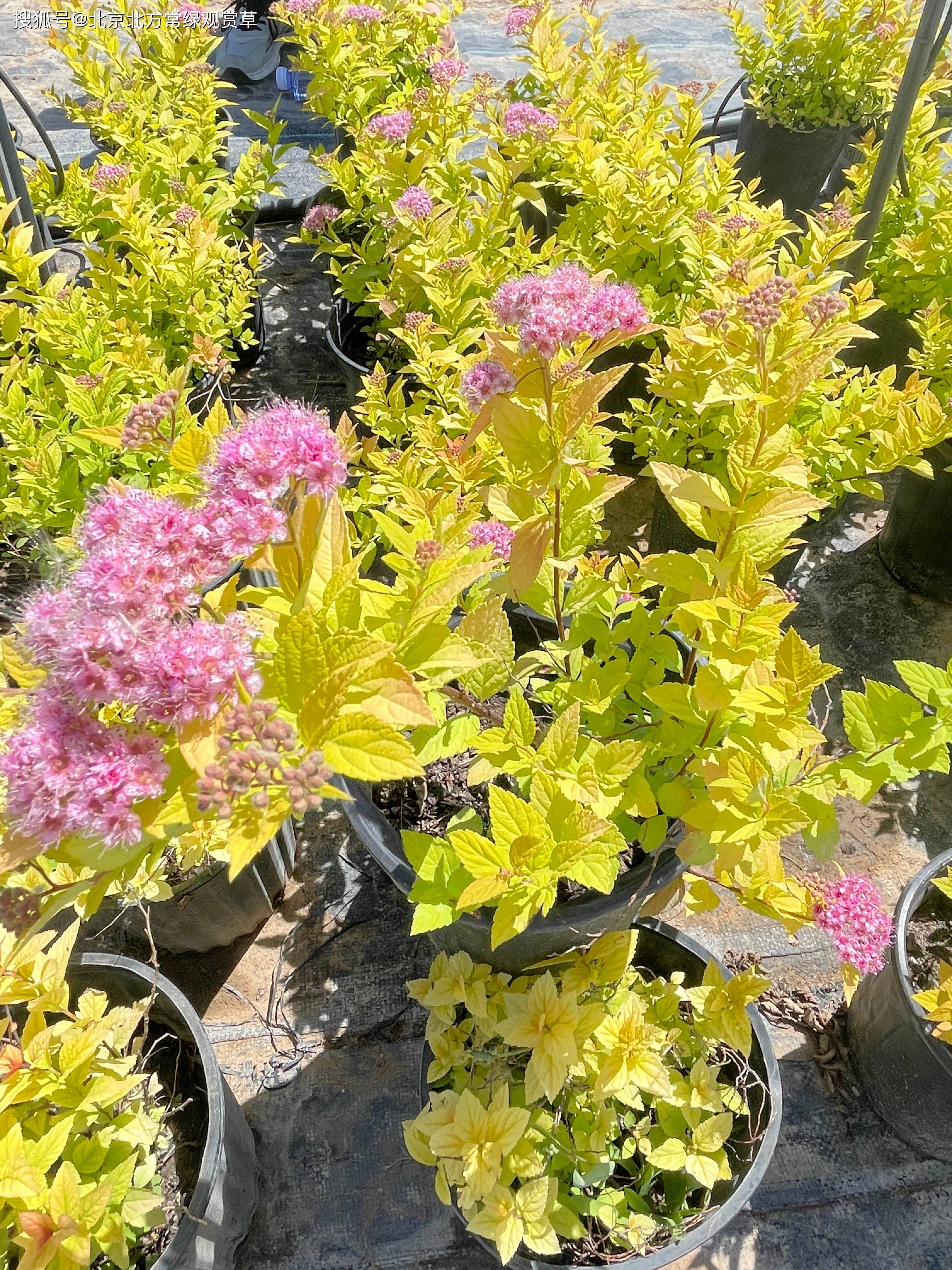 綠霸王種植方法是什么?