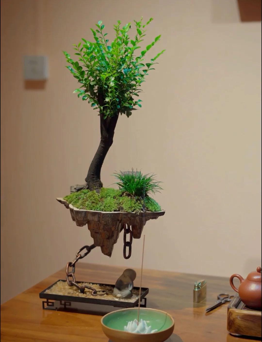 黑骨茶盆景怎么養(yǎng)護有養(yǎng)過的大神出來介紹下