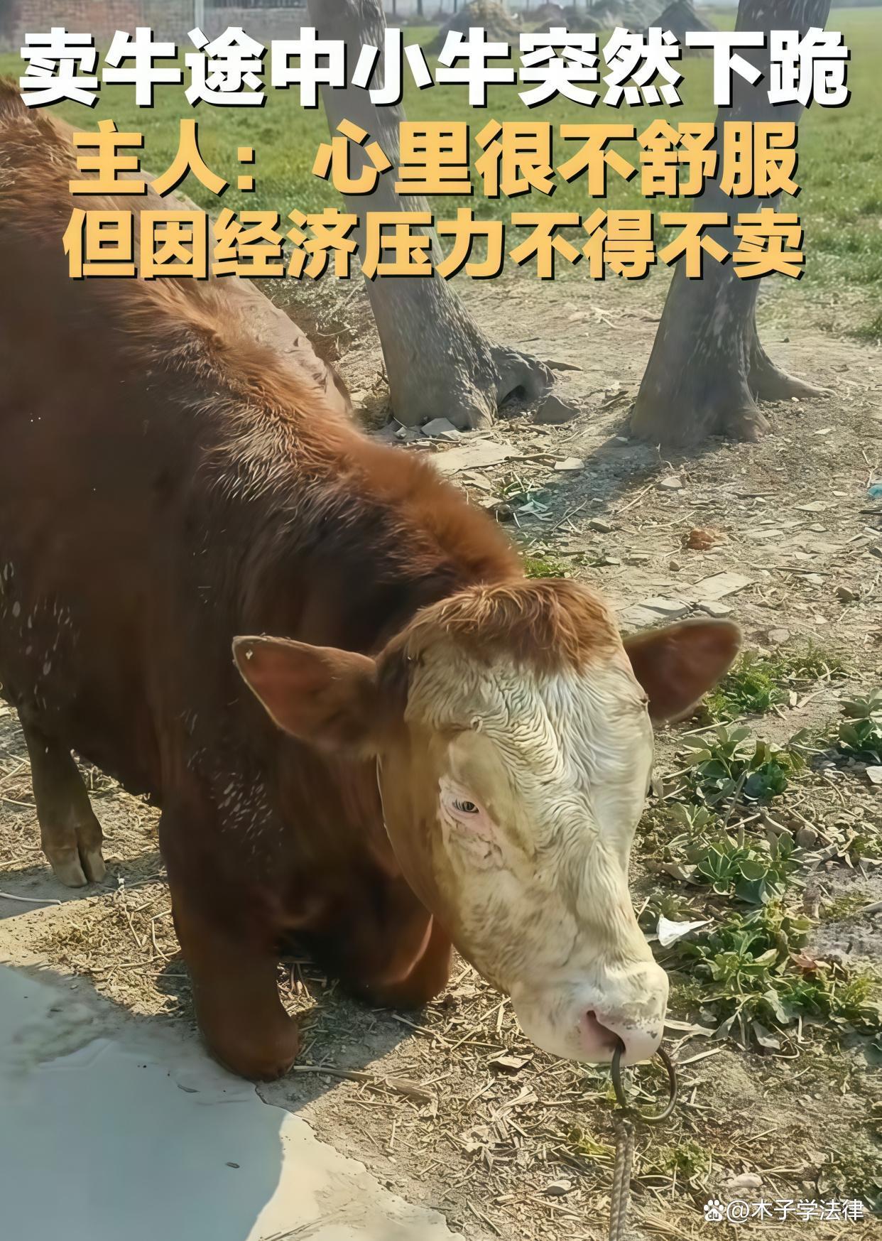 請問什么是""現(xiàn)金牛""?-請問什么是""現(xiàn)金牛""?