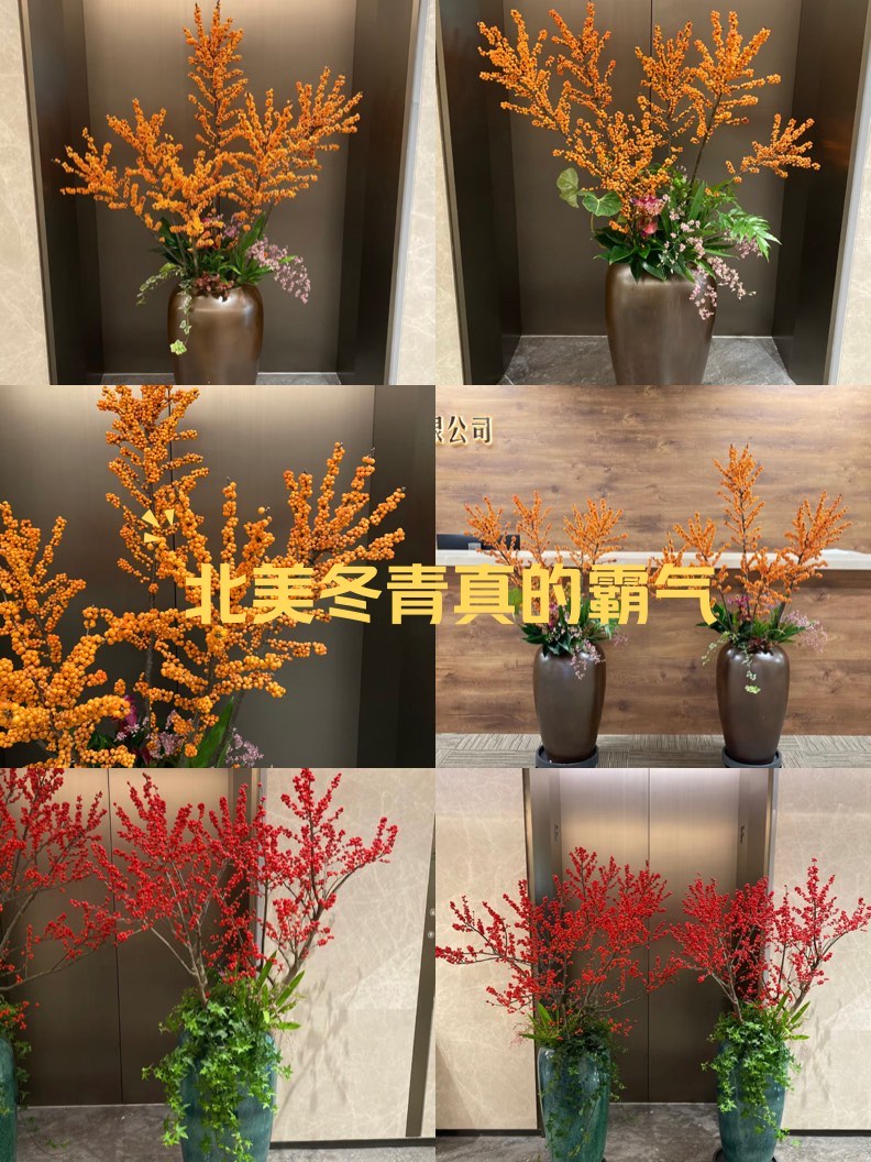 刺冬青盆景怎么養(yǎng)?