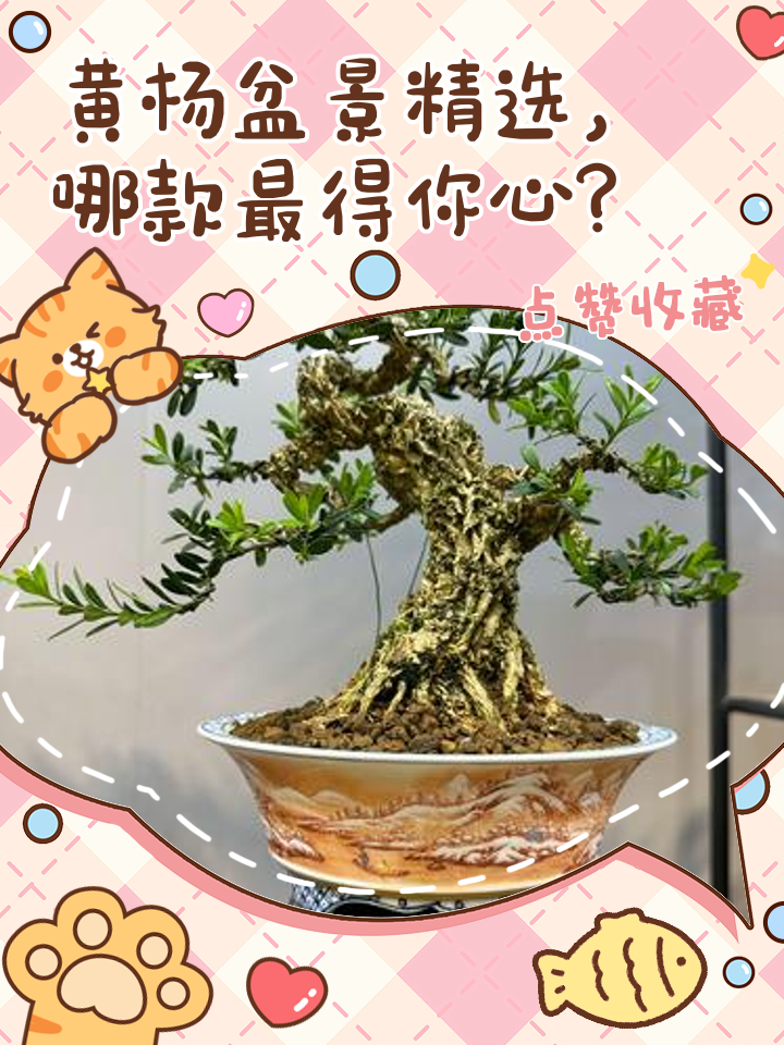 金心黃楊盆景特點(diǎn)金心黃楊盆景介紹