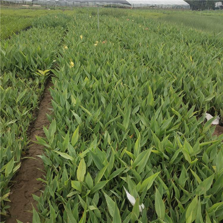 室內(nèi)水生植物常見有哪些水生植物價(jià)格