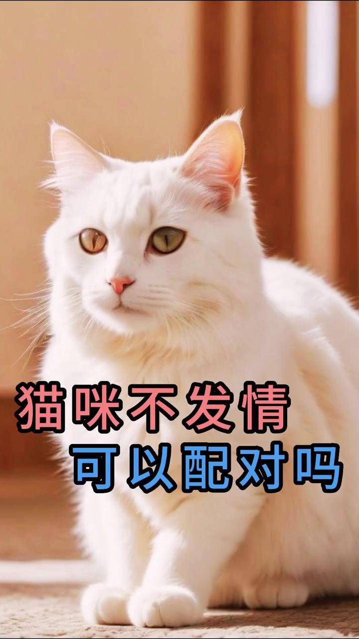 冬天貓咪會發(fā)情嗎,冬天貓為何半夜叫那么厲害