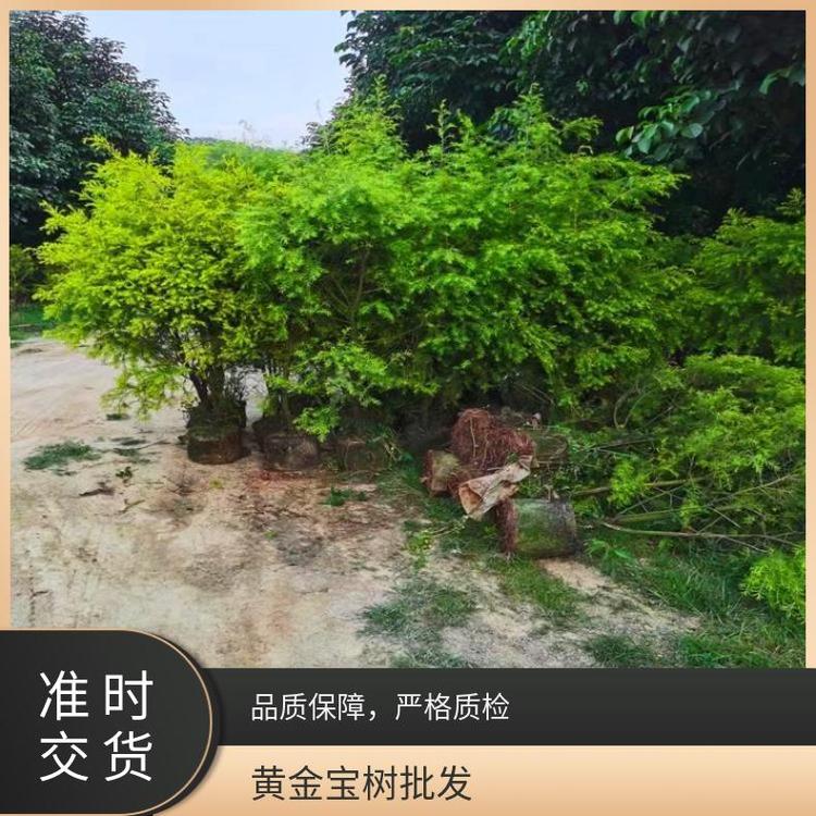 黃金寶樹的種植方法是什么