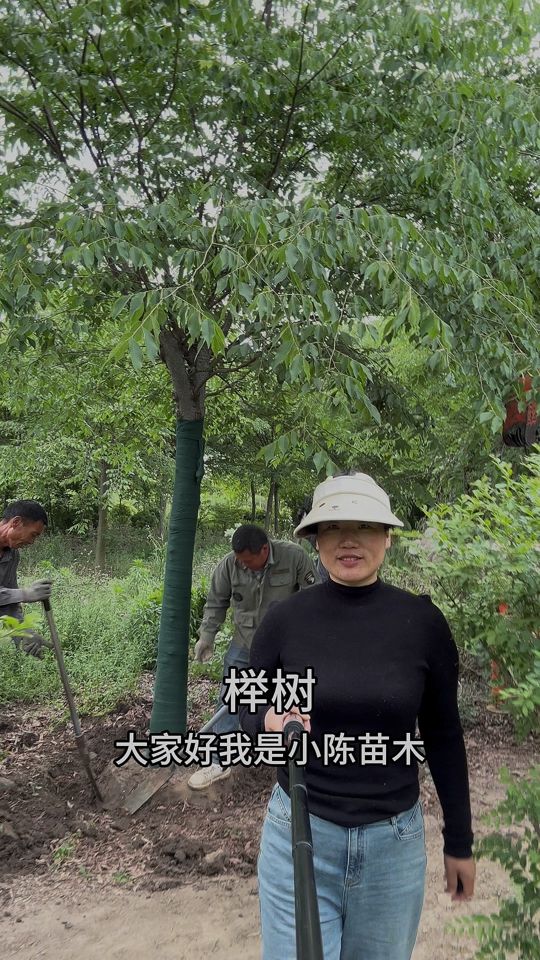 15公分櫸樹(shù)價(jià)格多少