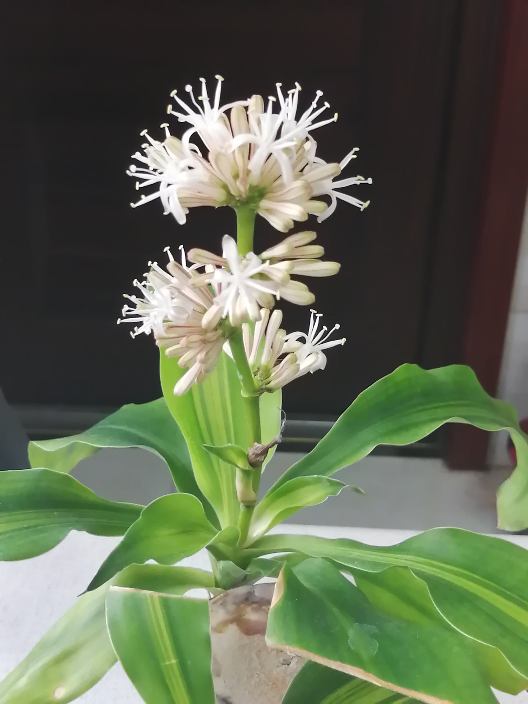 巴西木開花香味有害嗎