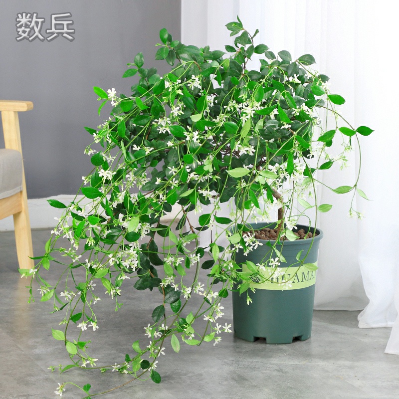 藤蔓植物的分類陽臺藤蔓植物有哪些