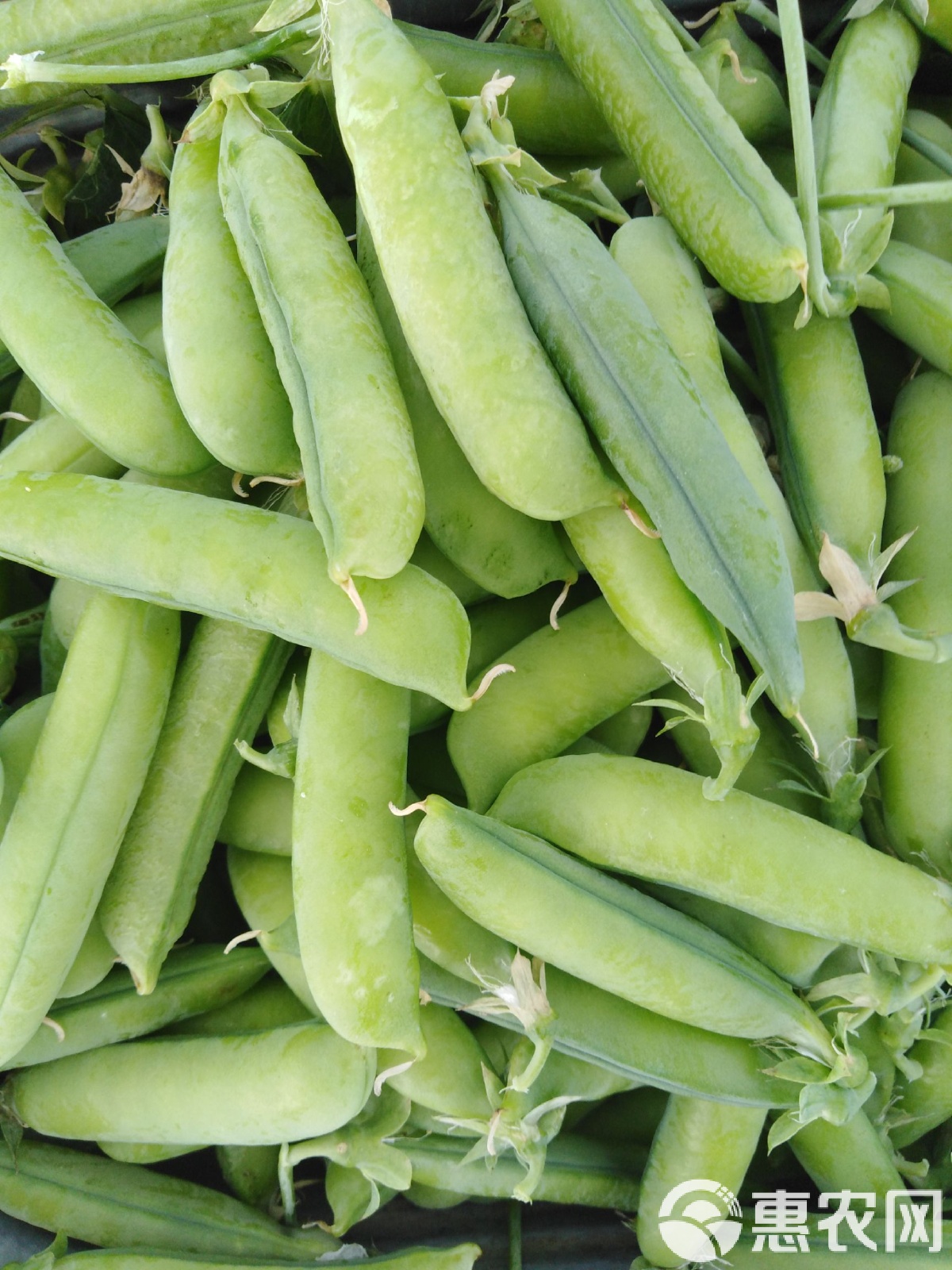 【X8豌豆莢下載】西鉑X8豌豆莢8.2.5.1免費下載