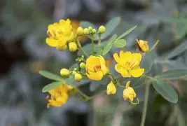 【M9豌豆莢下載】魅族M9豌豆莢8.2.5.1免費下載