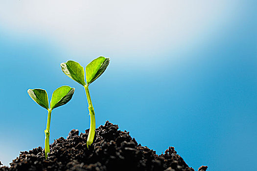 感受生命的力量植物種子發(fā)芽高清組圖_高清新聞