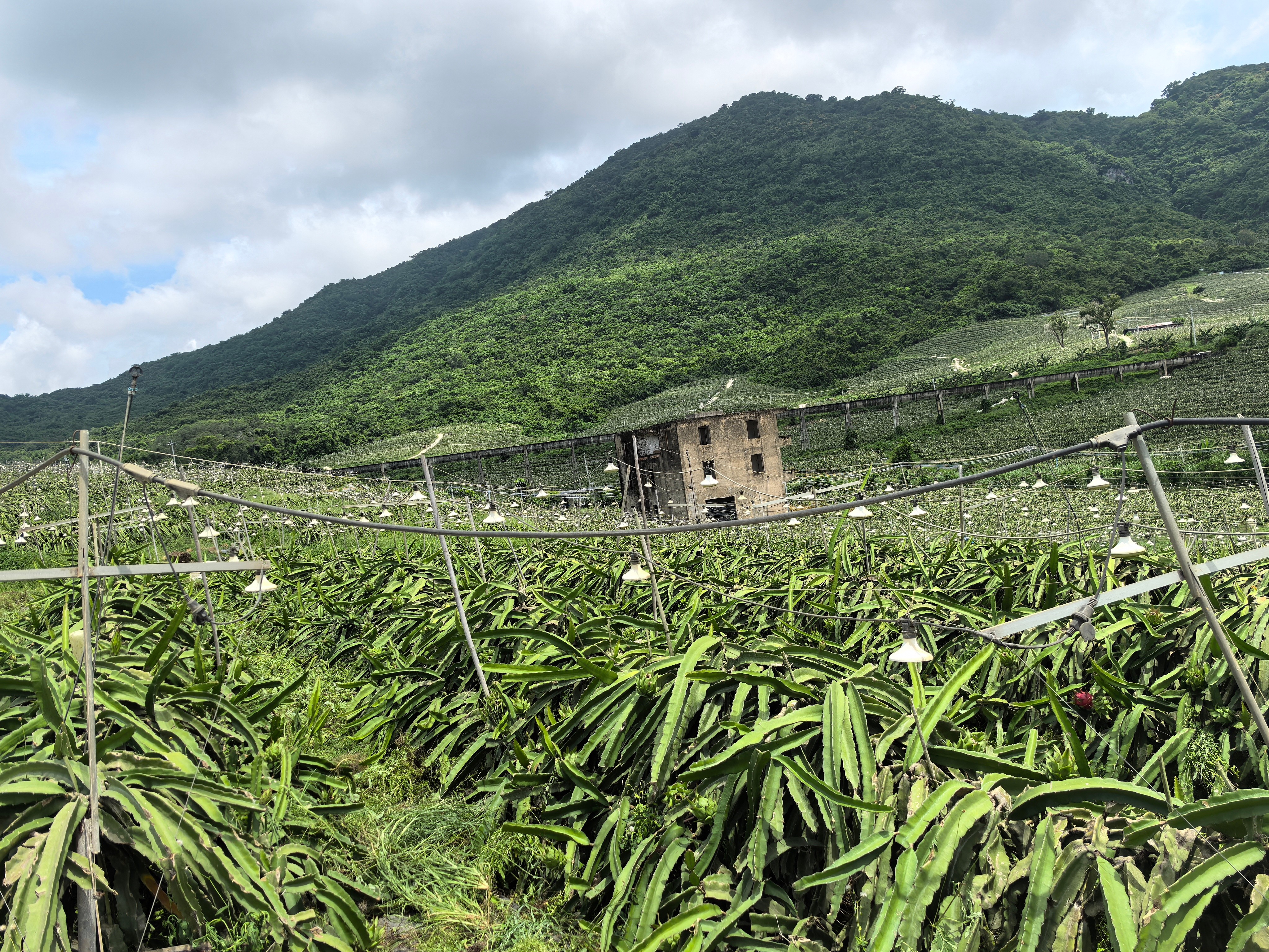 海南省國(guó)營(yíng)三道農(nóng)場(chǎng):農(nóng)林牧副,種子種苗,旅游,房地產(chǎn)